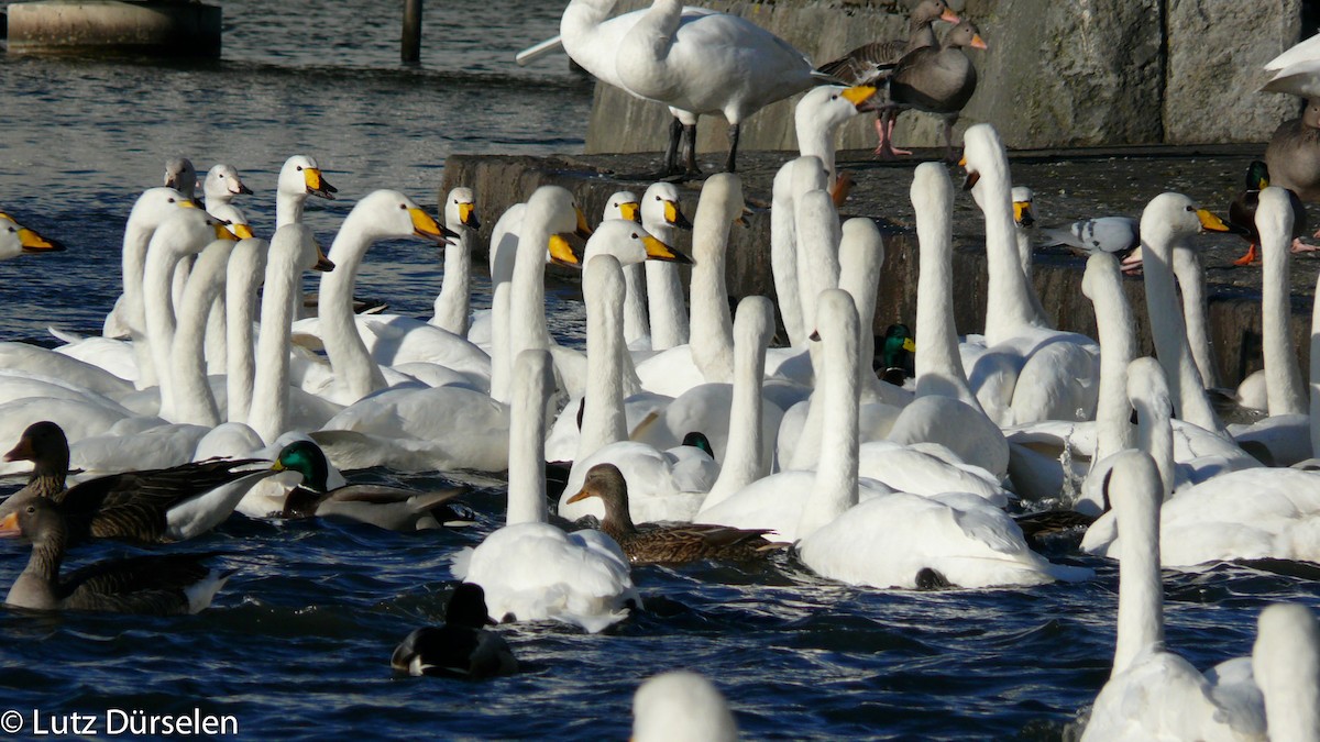 Whooper Swan - Lutz Duerselen