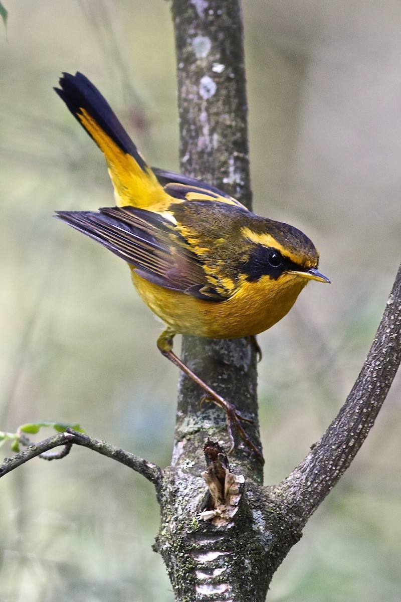 Golden Bush-Robin - ML204079111