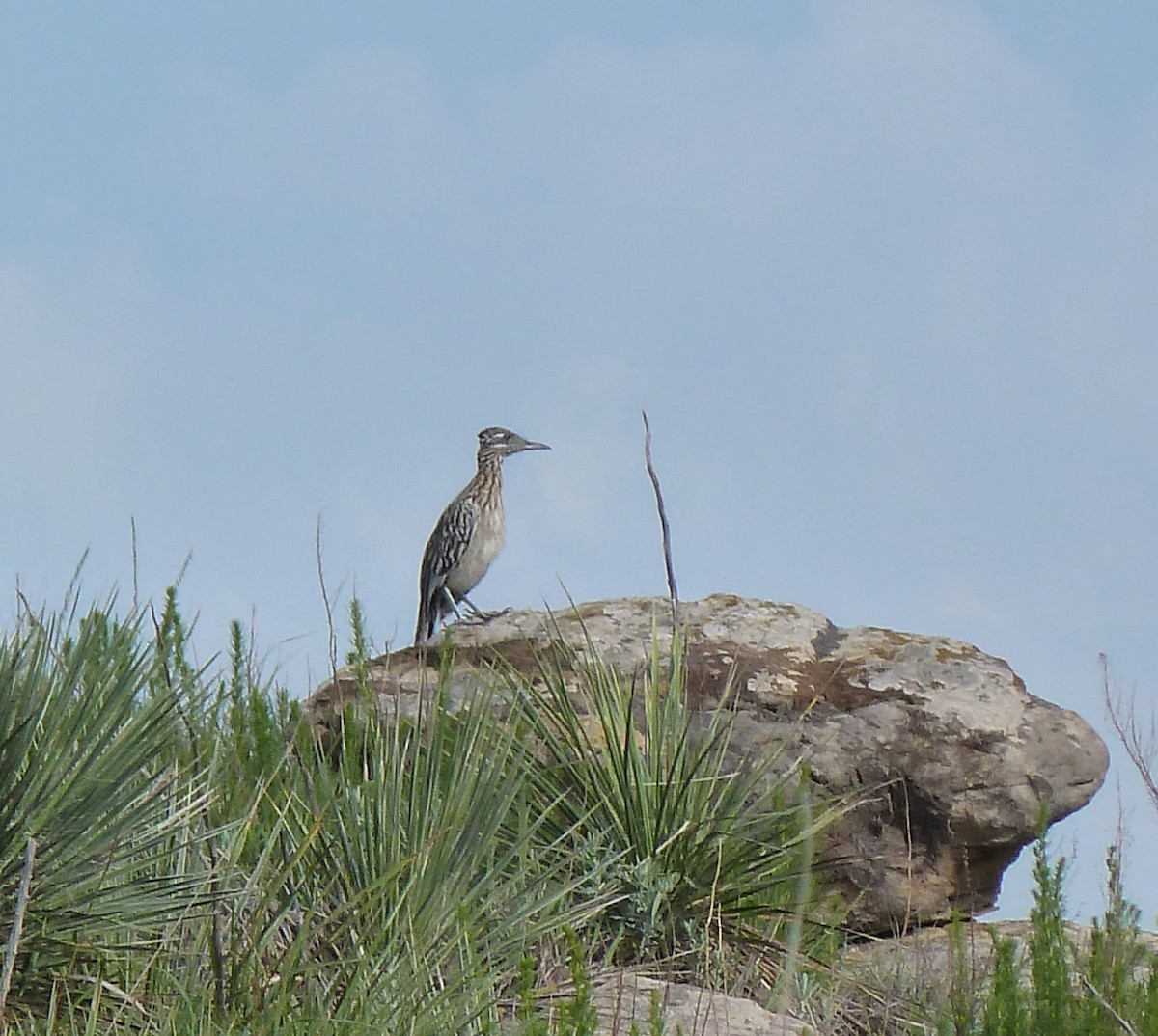 Greater Roadrunner - Matt Gearheart