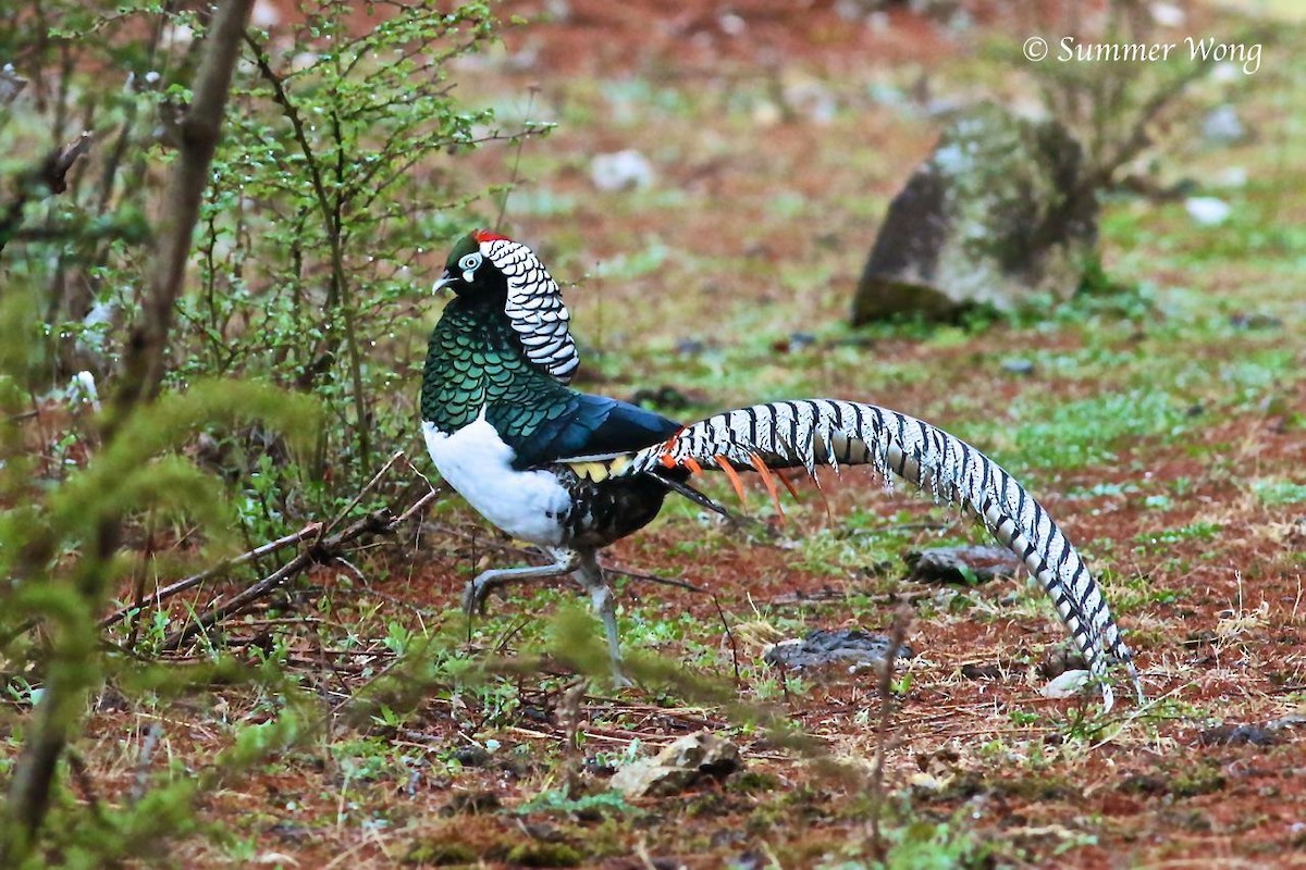 Lady Amherst's Pheasant - ML204079361