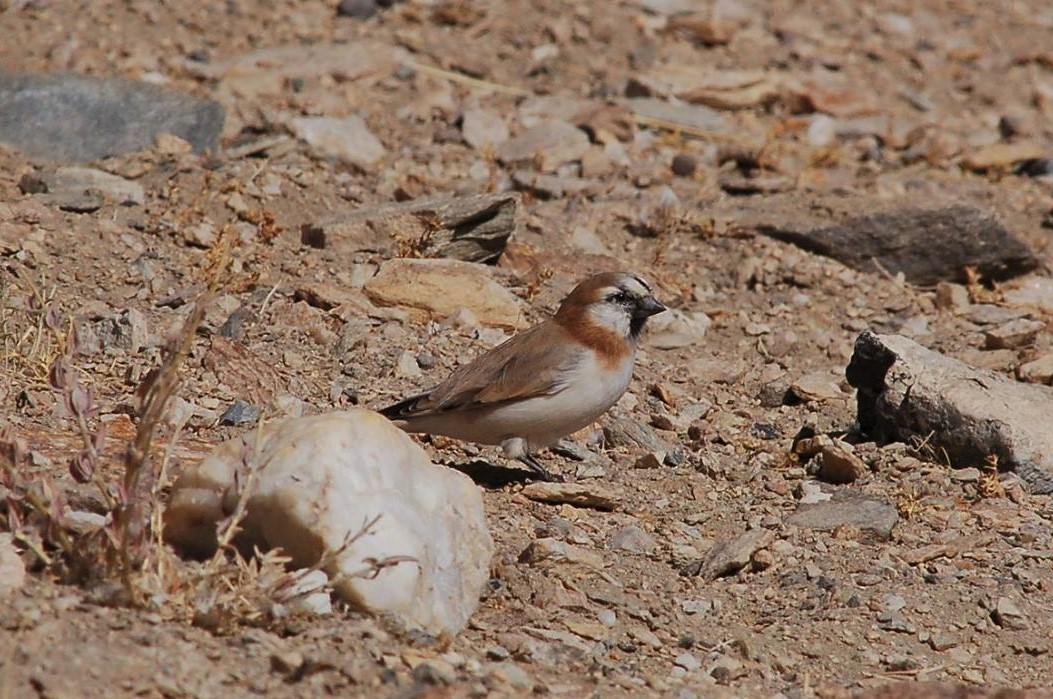 Blanford's Snowfinch - Miquel Rafa