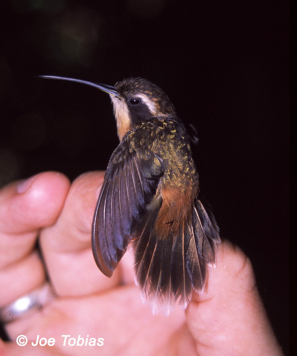 White-browed Hermit - Joseph Tobias