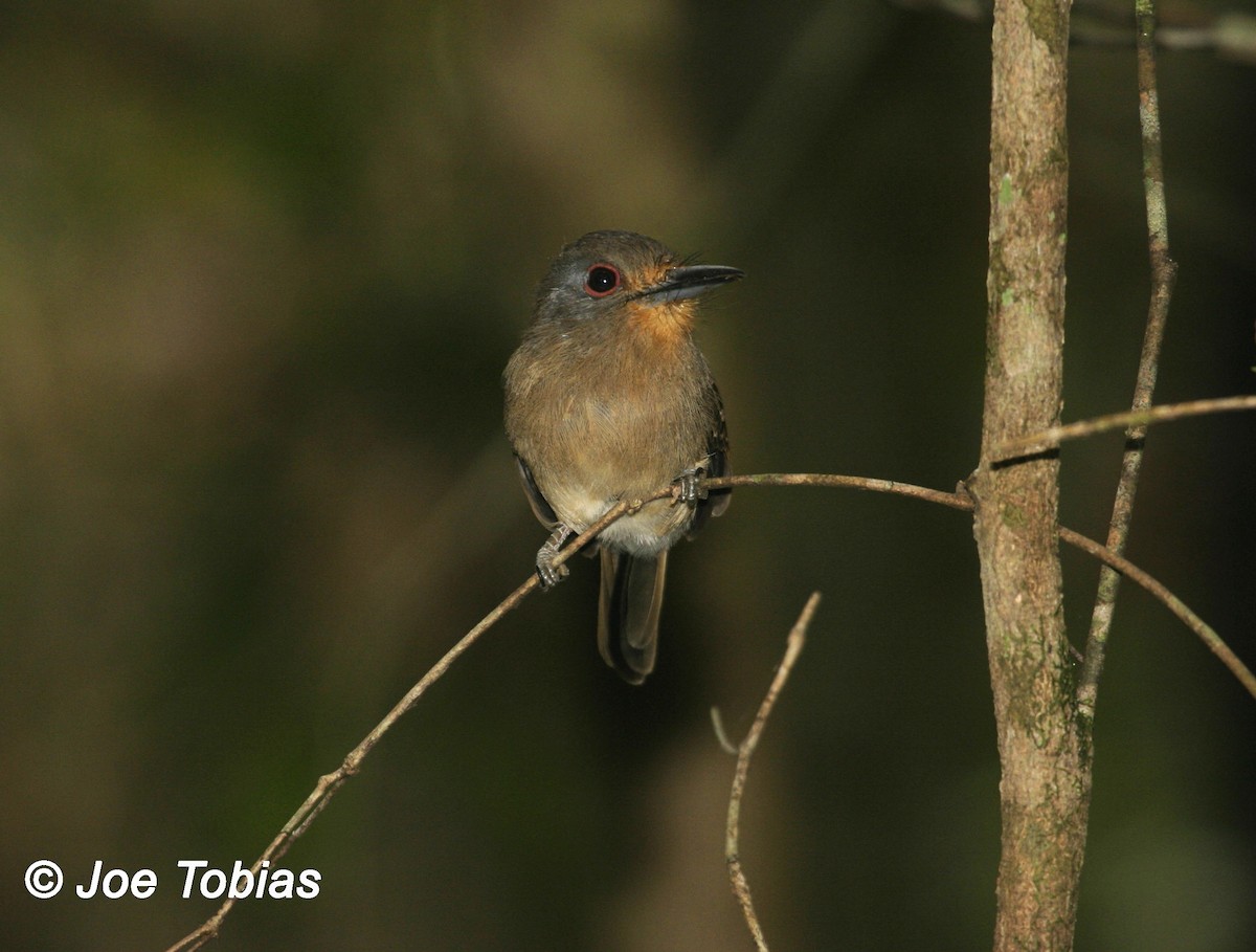 Gelbkinn-Faulvogel - ML204079681