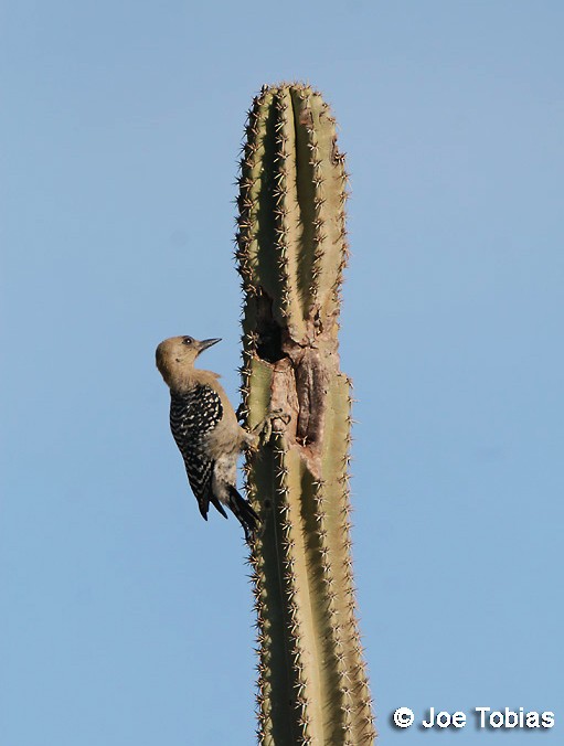 Red-crowned Woodpecker - ML204079701