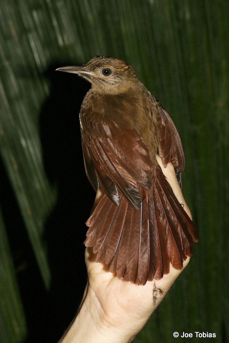 Long-tailed Woodcreeper (Southern) - ML204080031