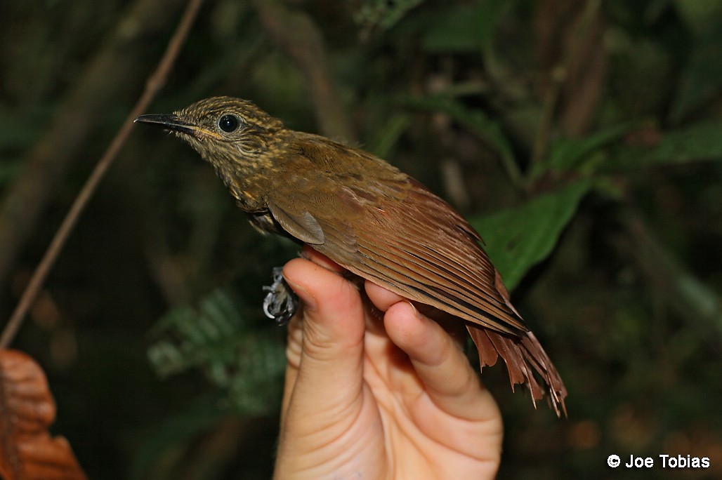 Long-tailed Woodcreeper (Southern) - ML204080041