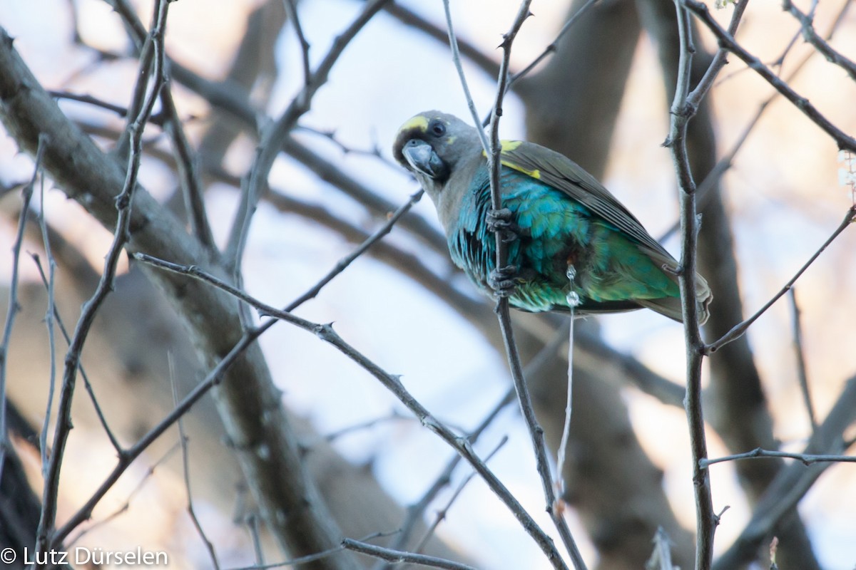 Meyer's Parrot - ML204080311