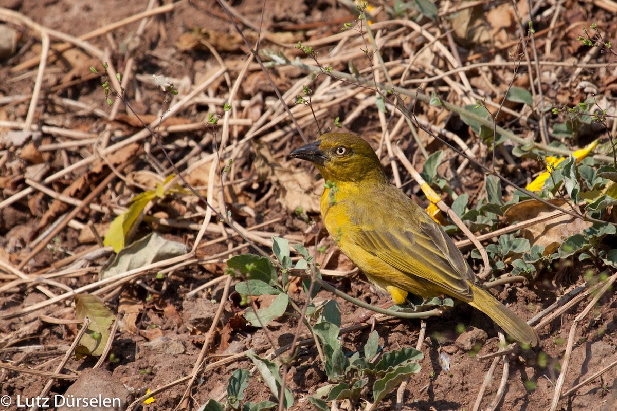 Holub's Golden-Weaver - ML204080561