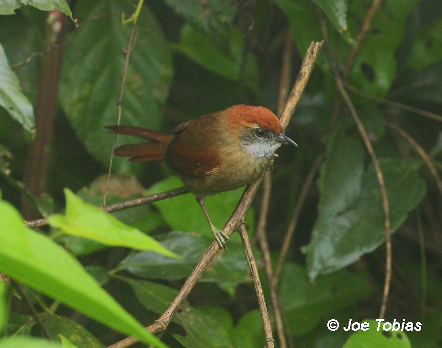 Cabanis's Spinetail - Joseph Tobias