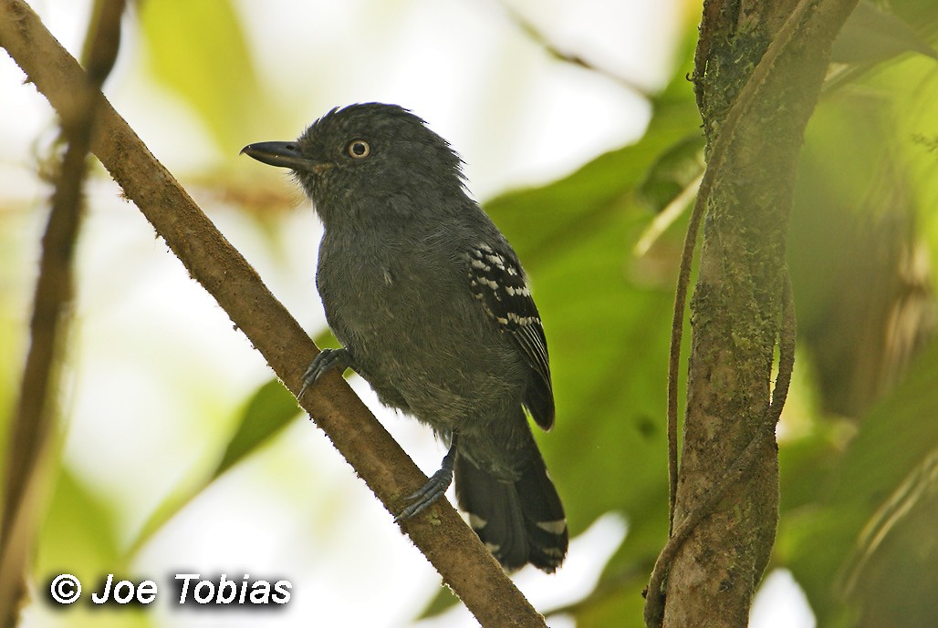 Upland Antshrike - Joseph Tobias