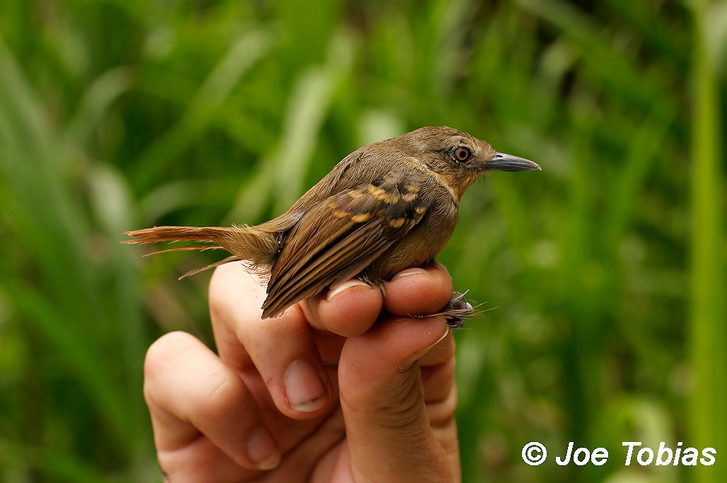 White-eyed Stipplethroat - Joseph Tobias