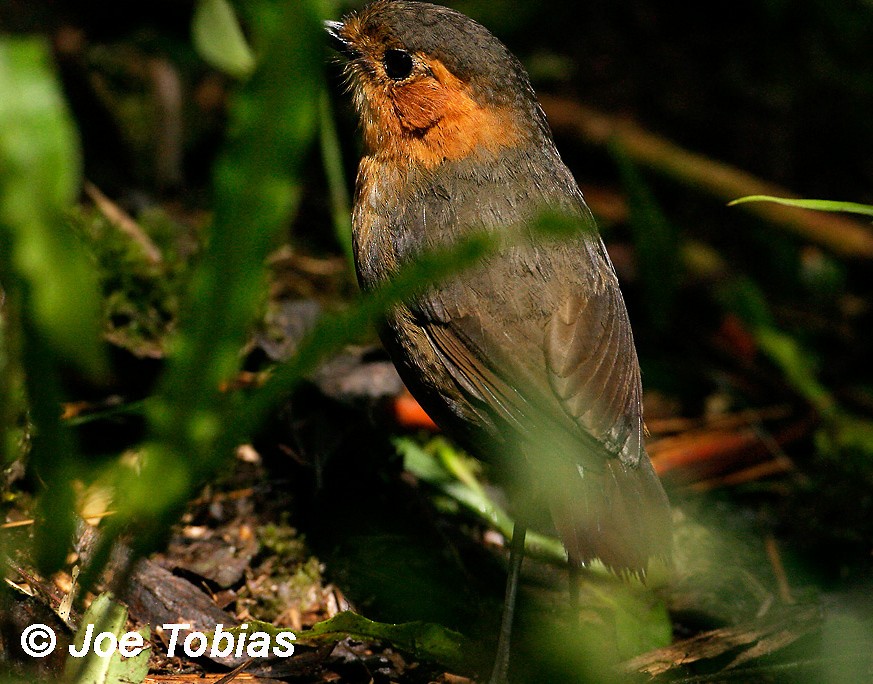 Rufous-faced Antpitta - Joseph Tobias