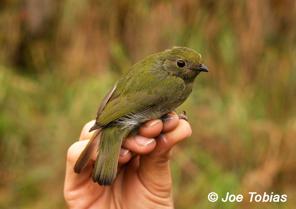 Yungas Manakin - Joseph Tobias