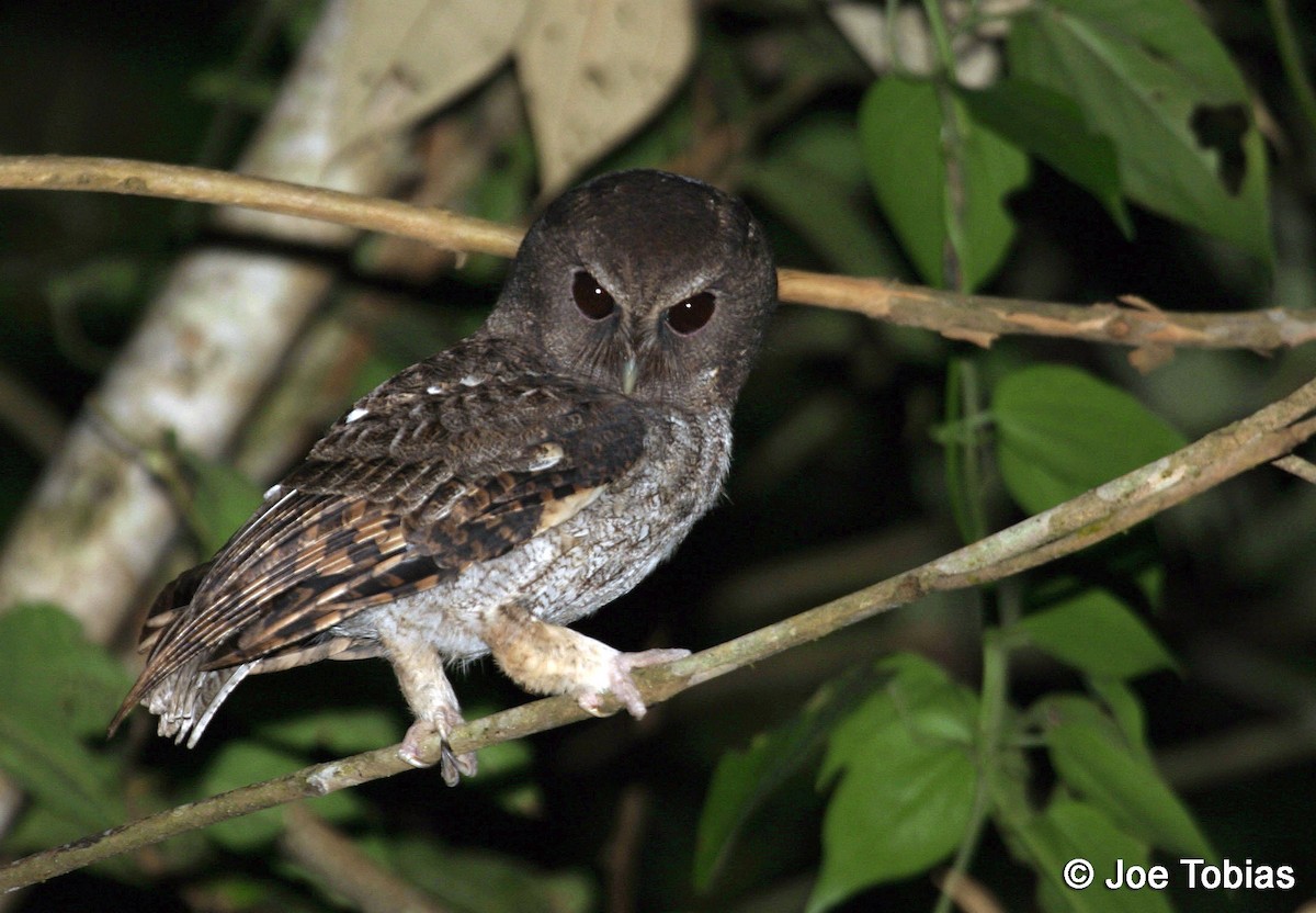 Rufescent Screech-Owl (Rufescent) - Joseph Tobias