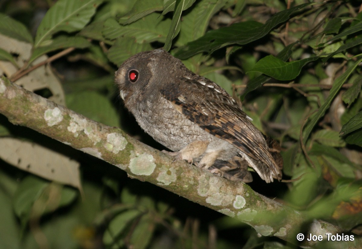 Rufescent Screech-Owl (Rufescent) - Joseph Tobias