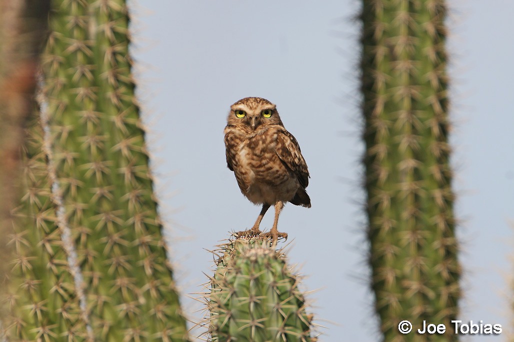 Burrowing Owl - ML204081421