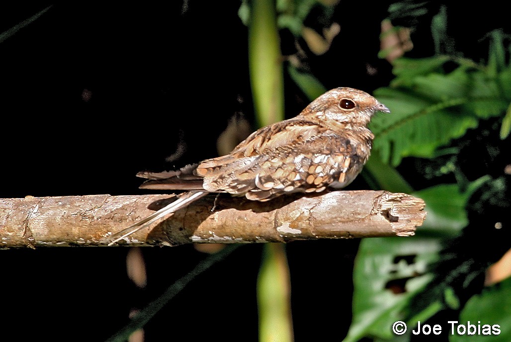 Ladder-tailed Nightjar - ML204081471