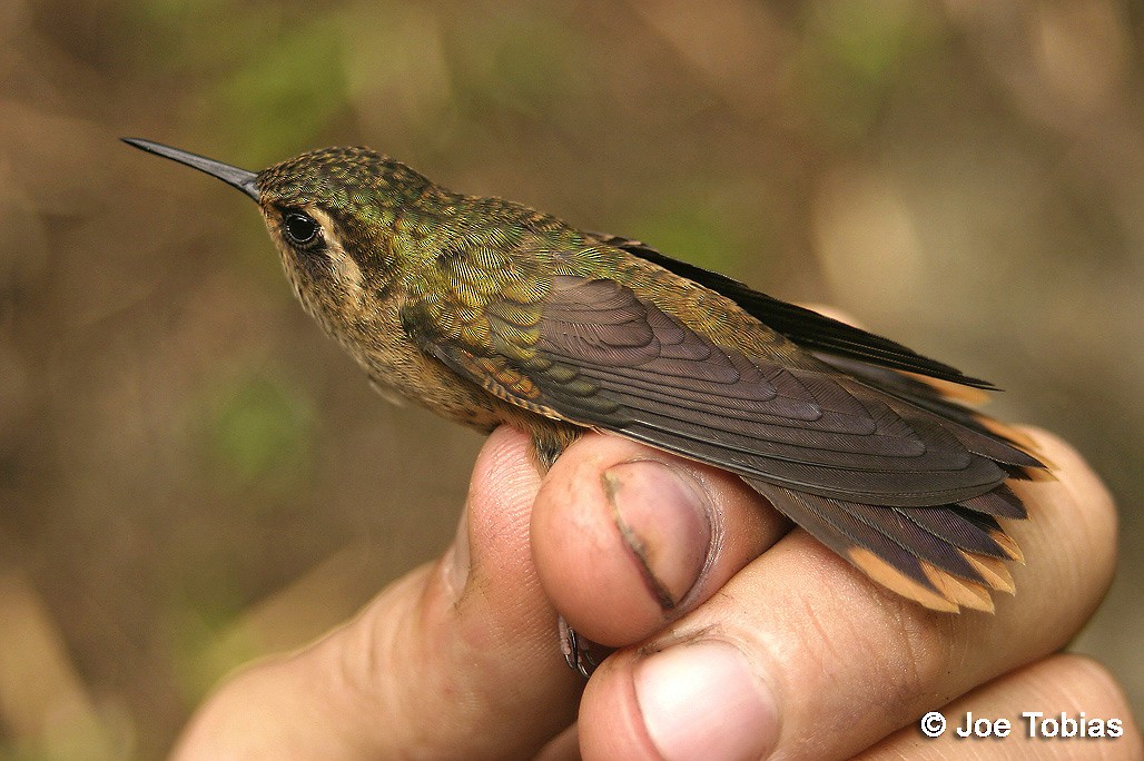 Колібрі плямистоволий (підвид inornata) - ML204081581