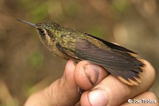 Speckled Hummingbird (inornata) - eBird