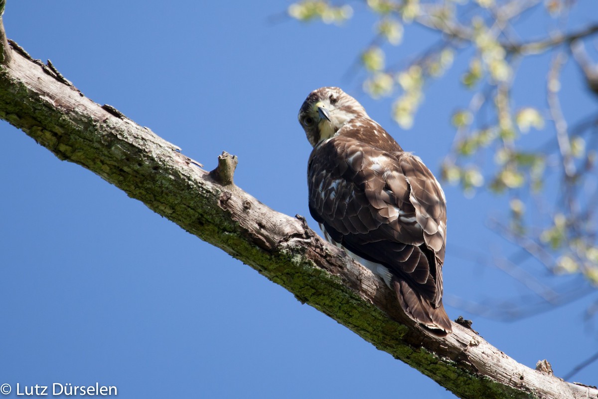 Broad-winged Hawk (Northern) - Lutz Duerselen