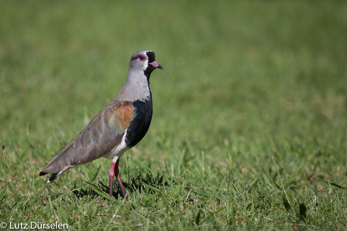 Southern Lapwing (chilensis/fretensis) - Lutz Duerselen
