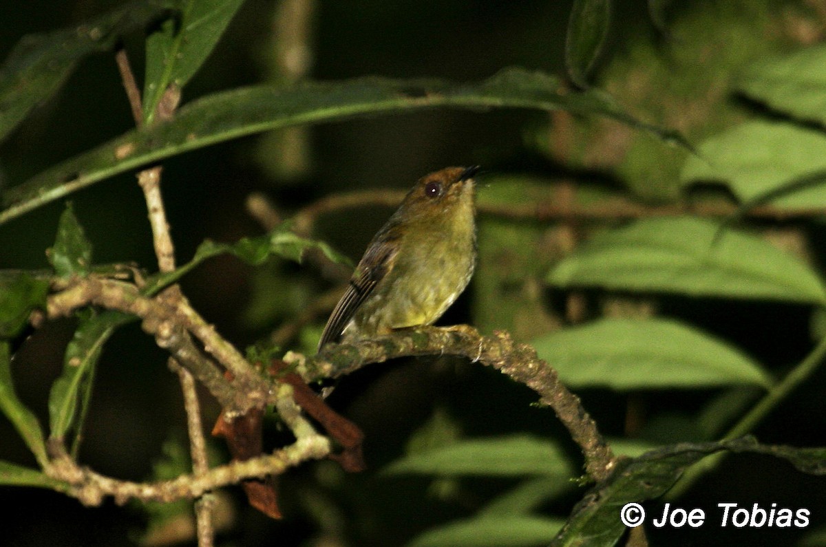 Hazel-fronted Pygmy-Tyrant - ML204082341