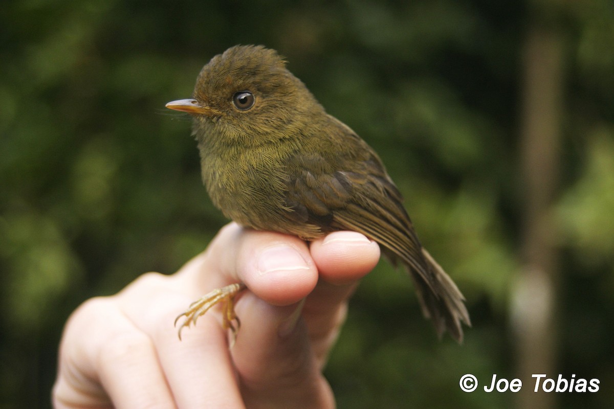 Hazel-fronted Pygmy-Tyrant - ML204082361