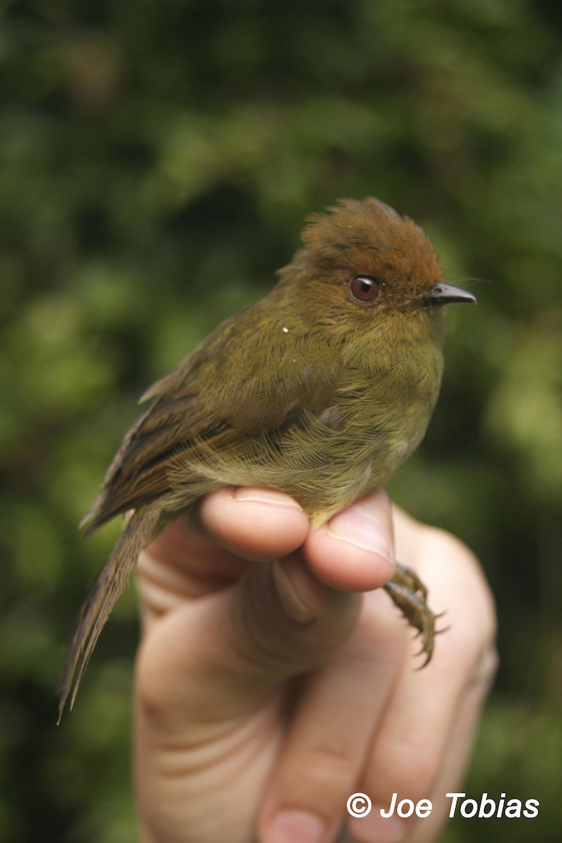 Hazel-fronted Pygmy-Tyrant - Joseph Tobias