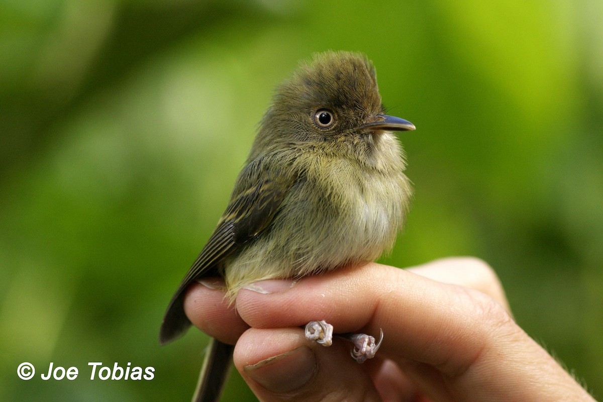 Yungas Tody-Tyrant - Joseph Tobias