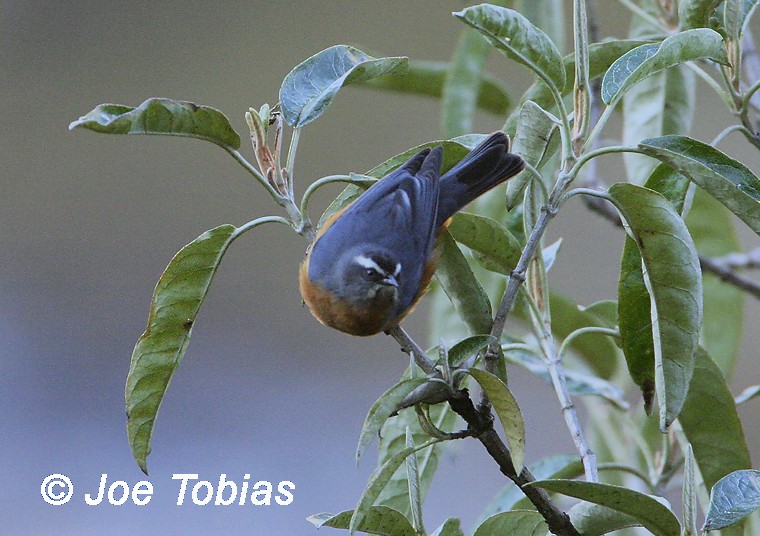 White-browed Conebill - Joseph Tobias