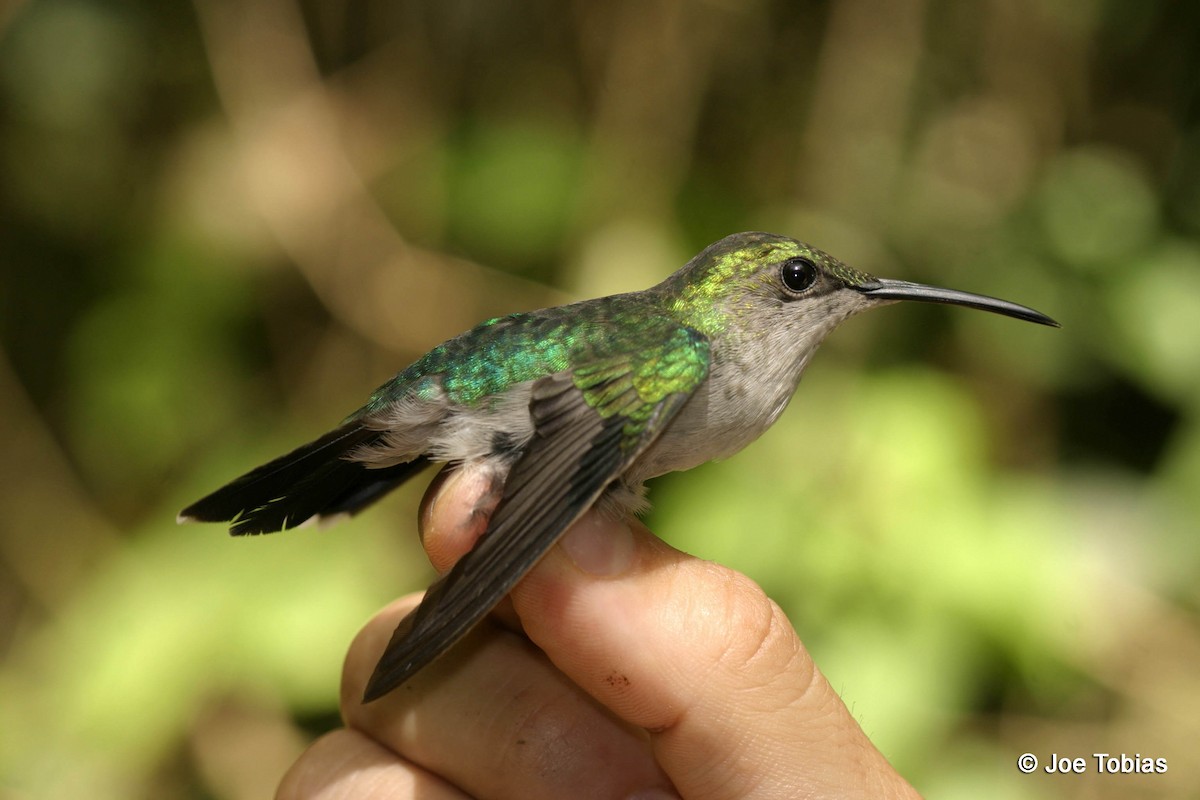 Zafiro Golondrina - ML204082831