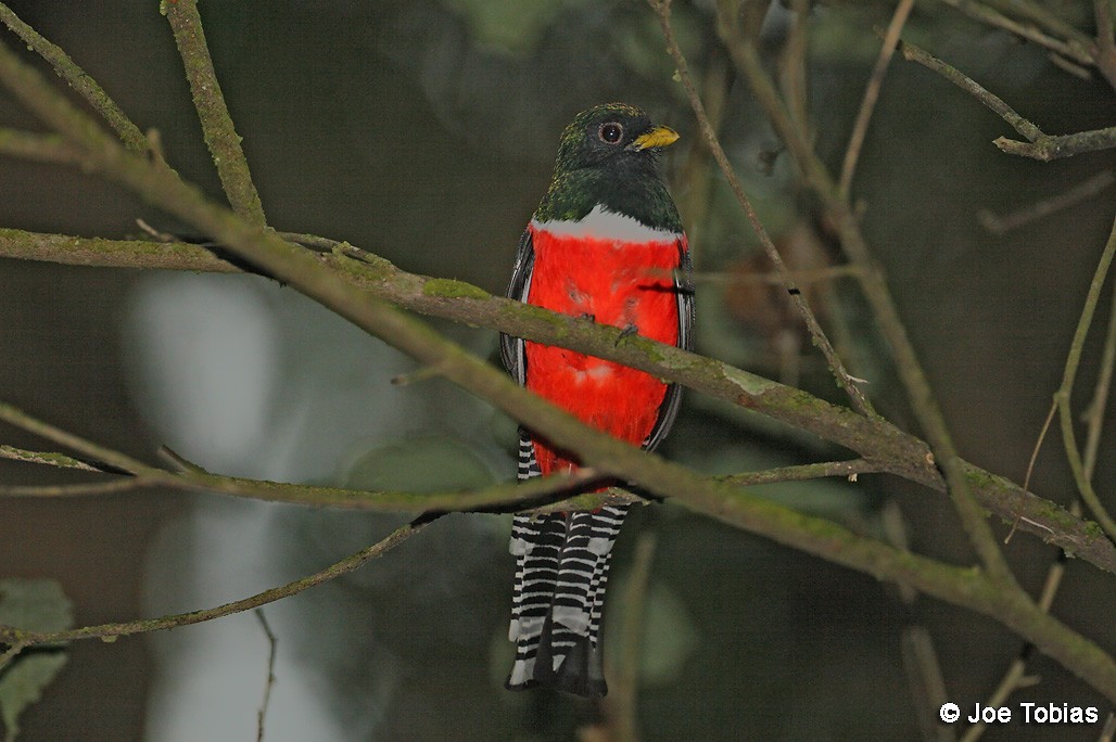 Collared Trogon (Collared) - ML204082961