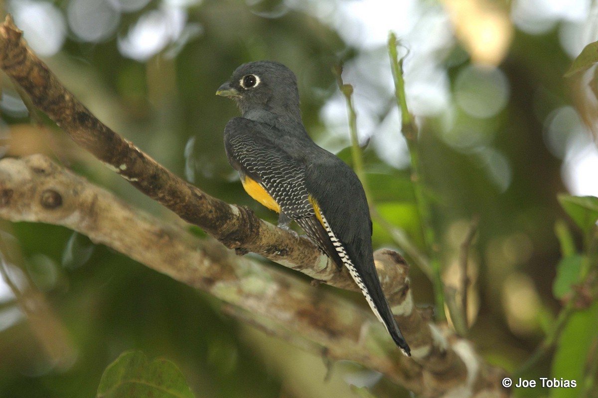 Amazonian Trogon - Joseph Tobias