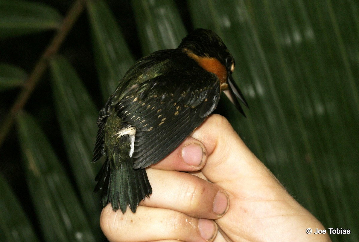 American Pygmy Kingfisher - ML204083081