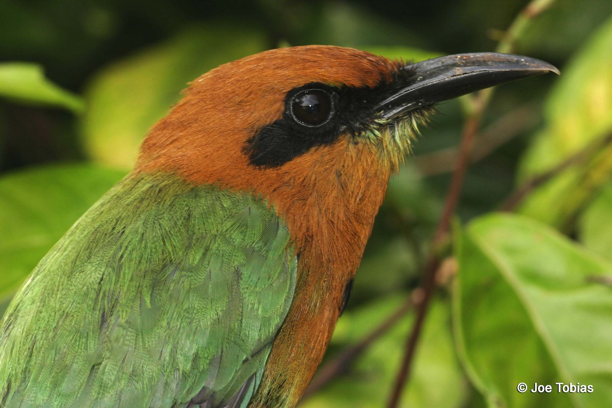 Broad-billed Motmot (Plain-tailed) - Joseph Tobias