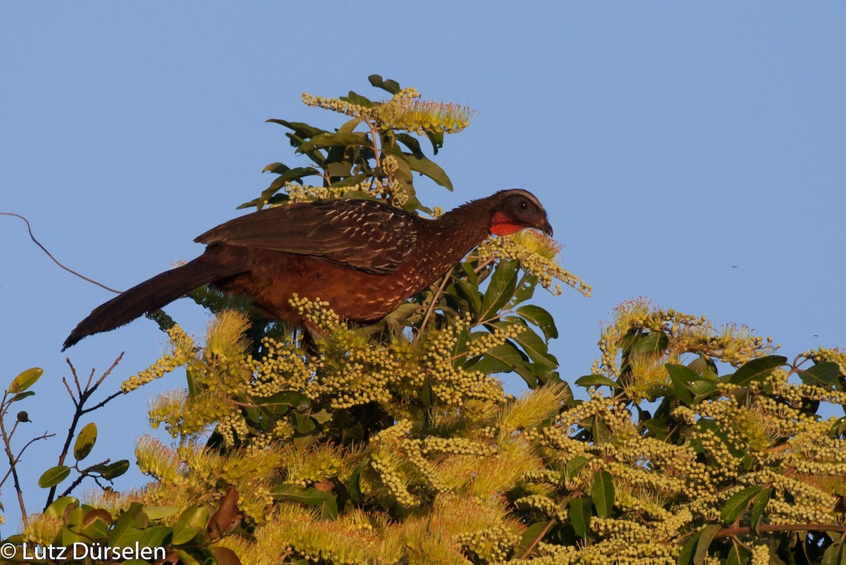 Chestnut-bellied Guan - ML204083721