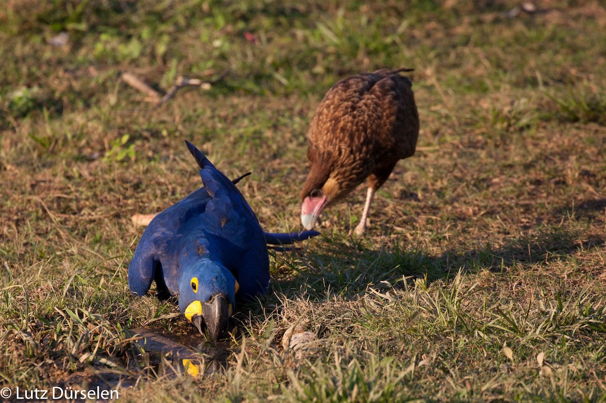 Hyacinth Macaw - ML204083731