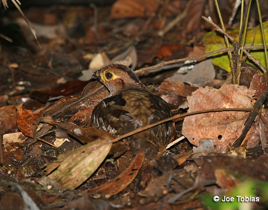 Starred Wood-Quail - ML204083921