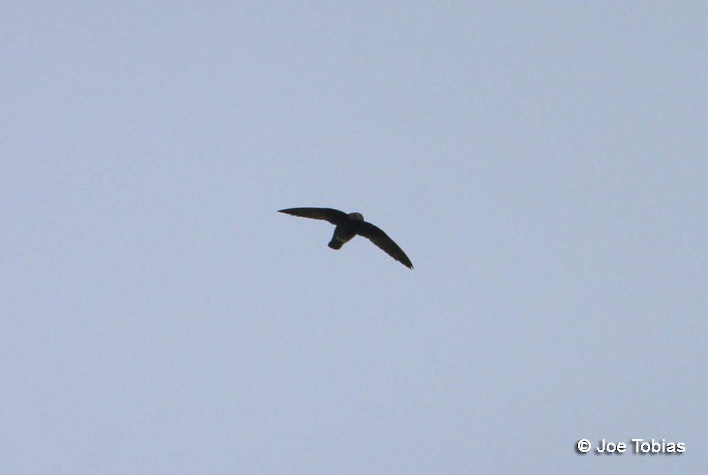 White-chinned Swift - ML204083961