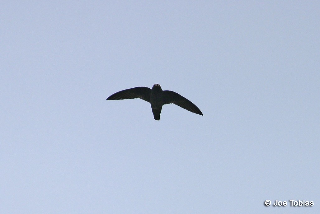 White-chinned Swift - ML204083971