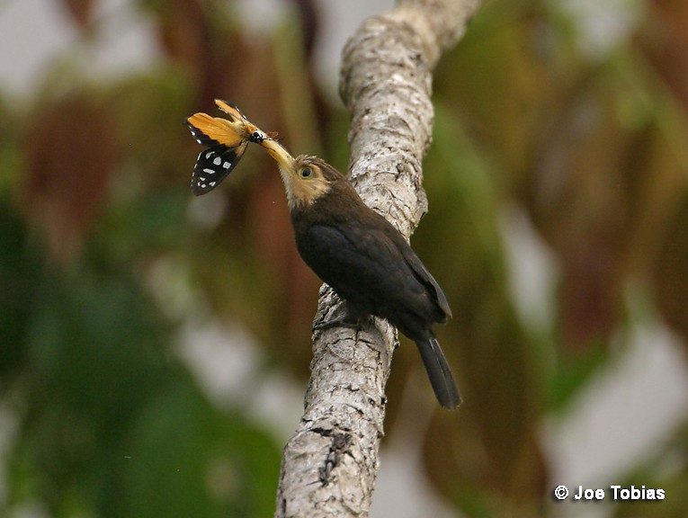 White-throated Jacamar - Joseph Tobias