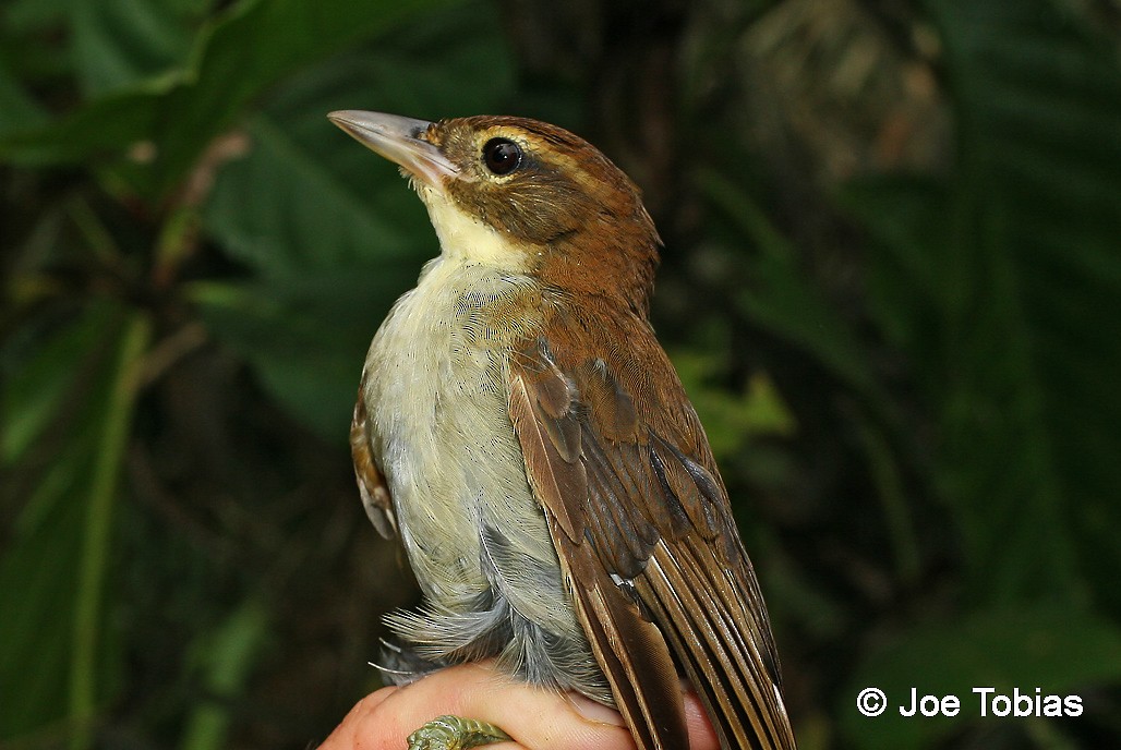 Dusky-cheeked Foliage-gleaner - Joseph Tobias