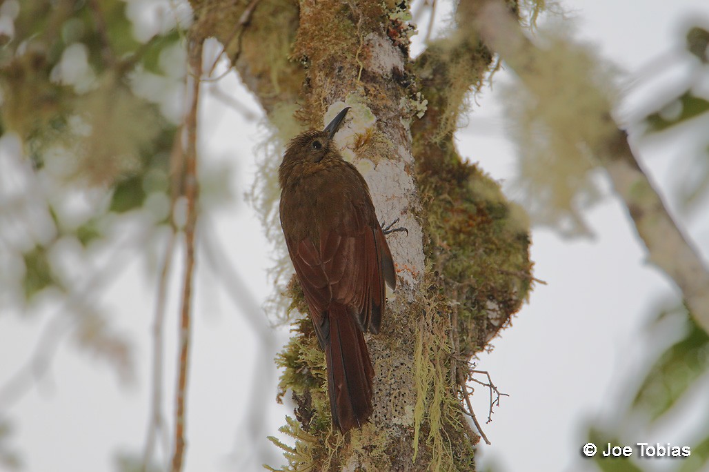 Tyrannine Woodcreeper - ML204084321