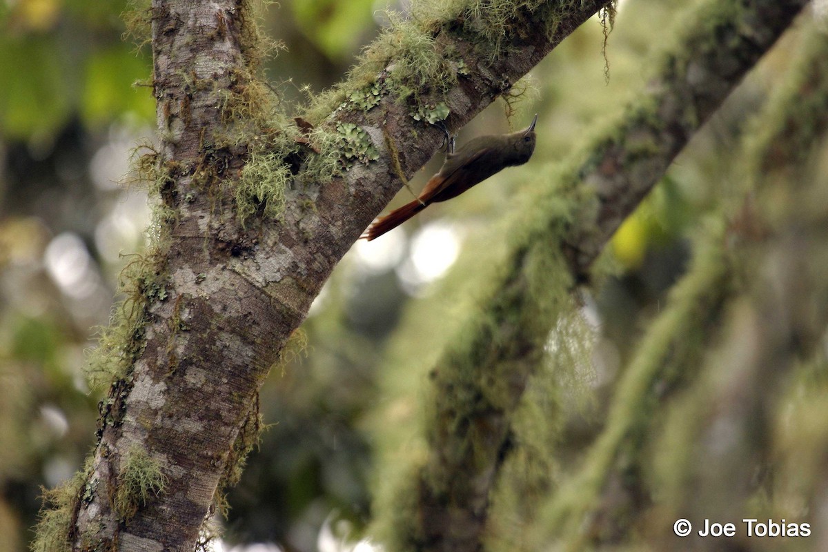 Olivaceous Woodcreeper (Amazonian) - ML204084421