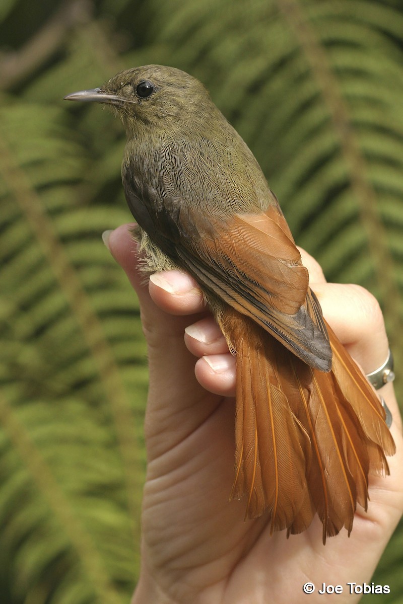 Olivaceous Woodcreeper (Amazonian) - ML204084431