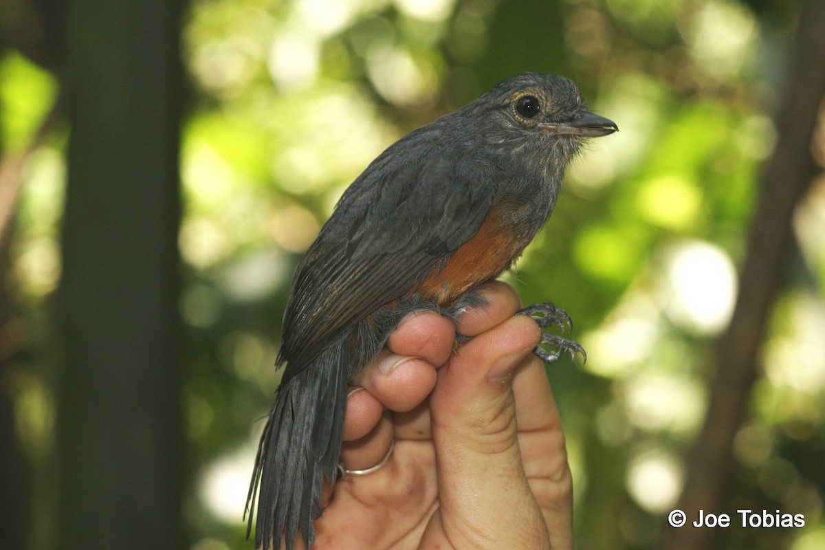 Bluish-slate Antshrike - Joseph Tobias