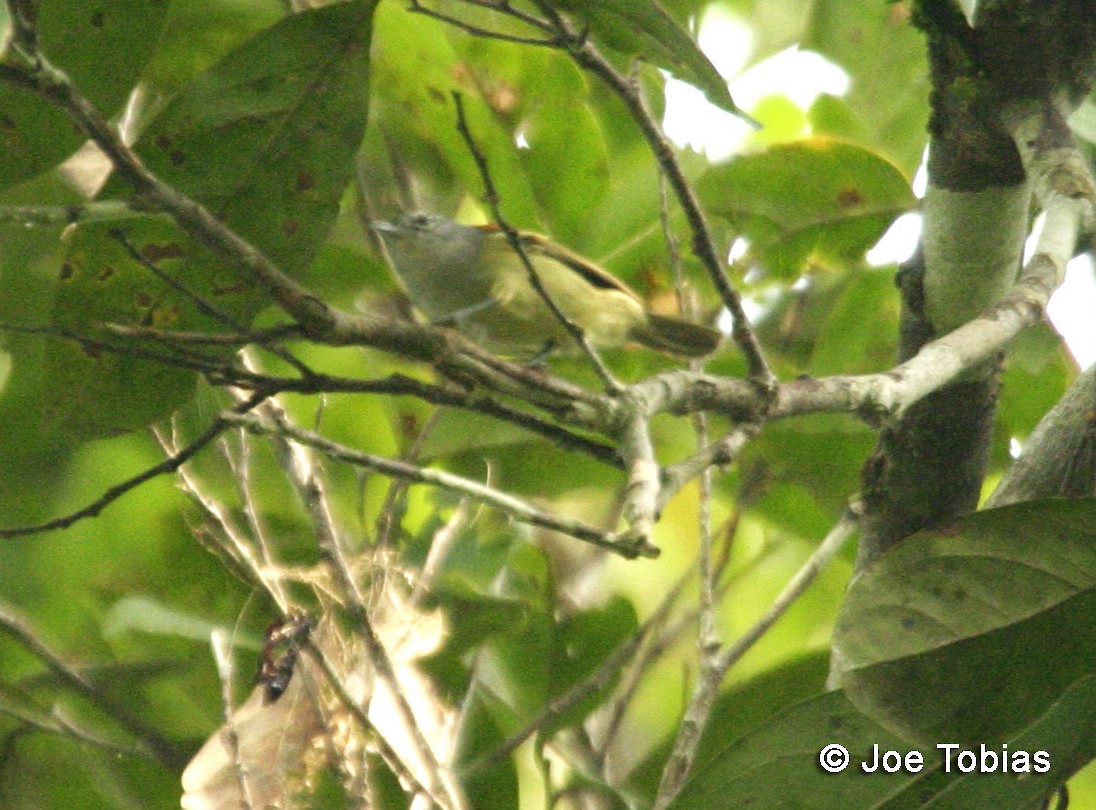 Chestnut-shouldered Antwren - Joseph Tobias