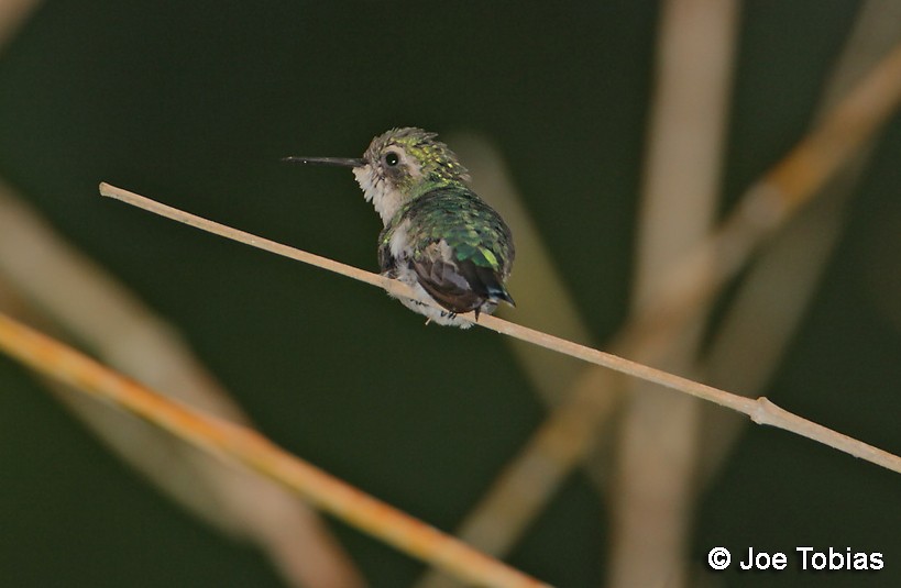 Short-tailed Emerald - ML204085951