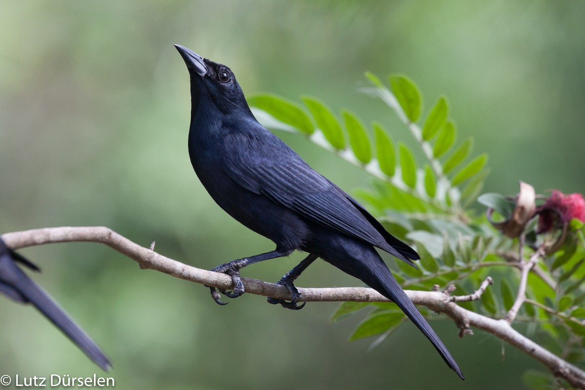 Cuban Blackbird - ML204086391