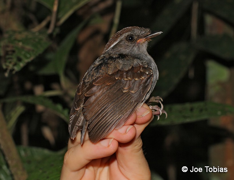 Ash-throated Gnateater - ML204086831